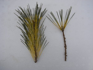 接ぎ木（腹接ぎ）：穂木の調整