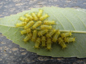 ヒロヘリアオイラガの幼虫