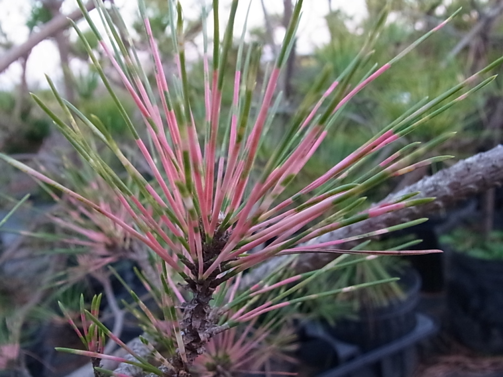 現品】斑入り黒松（黒松の斑入り葉品種）金孔雀黒松（キンクジャク