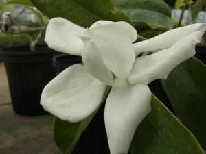 ミヤマガンショウ（Michelia maudiae）