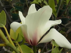 ミヤマガンショウ（Michelia maudiae）
