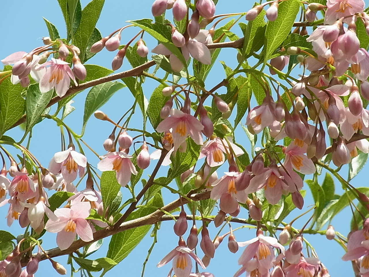 エゴノキの園芸品種①：ベニバナエゴノキ（ピンクチャイムス） | 樹木 ...