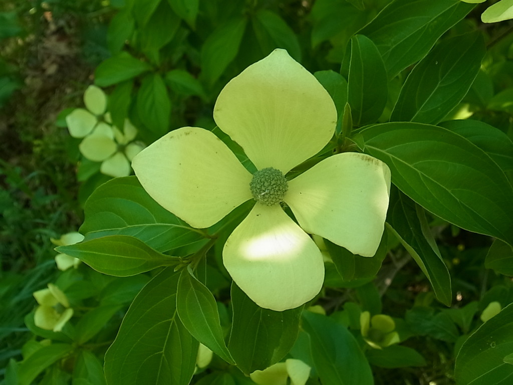 ヒマラヤヤマボウシ'マウンテンムーン' | 樹木好き！ I Love Trees