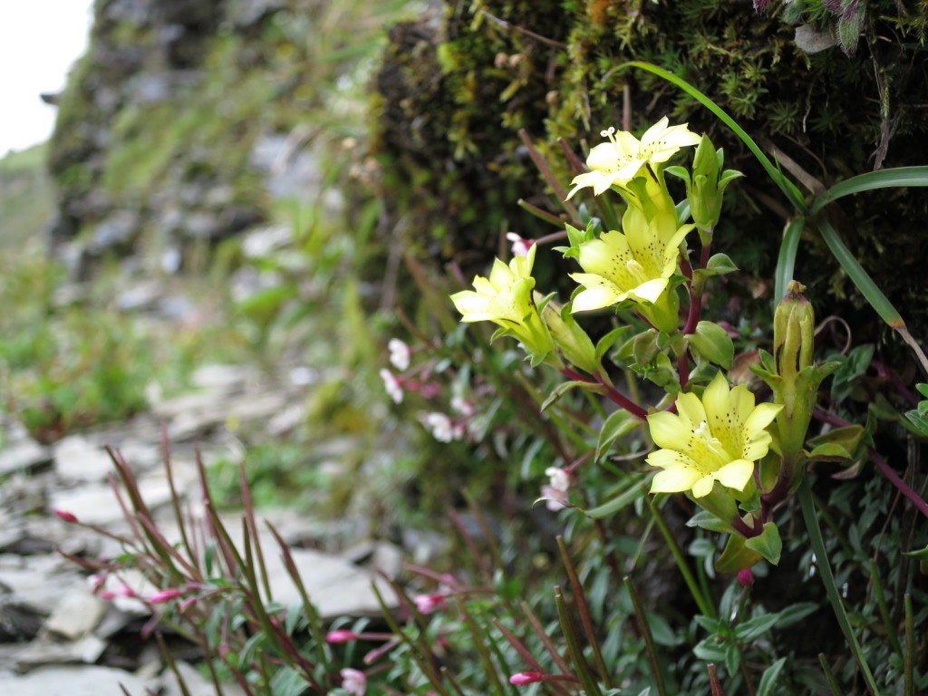 台湾の高山植物：黄花リンドウ