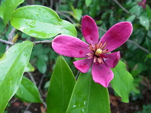 アカバナオガタマ（紫花含笑：Michelia crassipes）
