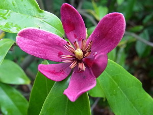 アカバナオガタマ（紫花含笑：Michelia crassipes）