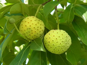 ヒマラヤヤマボウシ‘マウンテンムーン’の果実