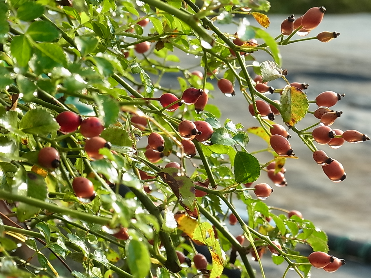 トゲナシテリハノイバラの果実