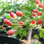 トゲナシテリハノイバラの果実