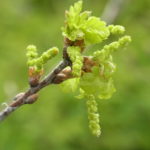 イギリスナラ‘コンコルディア’の新葉と花