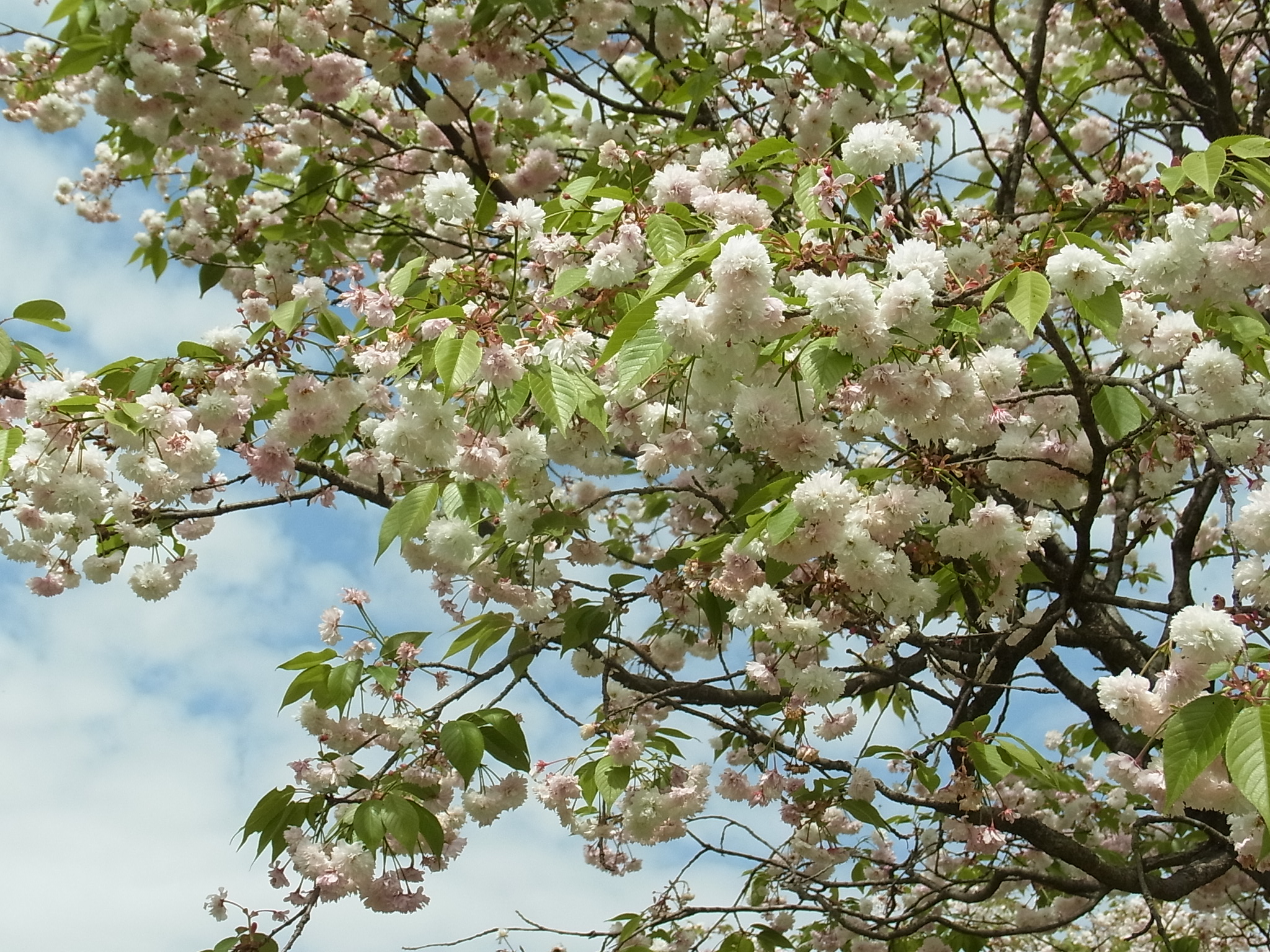 気多の白菊桜（ケタノシロキクザクラ）