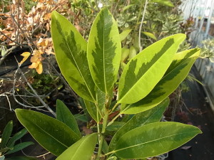 常緑ヒメタイサンボク‘マッティ・メイ・スミス’（Magnolia virginiana var.australis‘Mattie Mae Smith’）