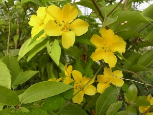 ヤマブキの花