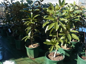 直立性タイサンボク‘アルタ’（Magnolia grandiflora‘Alta’）