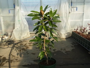 直立性タイサンボク‘アルタ’（Magnolia grandiflora‘Alta’）