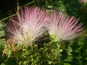 ネムノキの花
