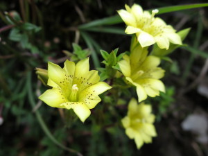 台湾の高山植物：黄花リンドウ