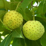 ヒマラヤヤマボウシ‘マウンテンムーン’の果実