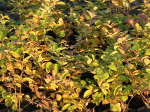 ウグイスカグラの黄葉