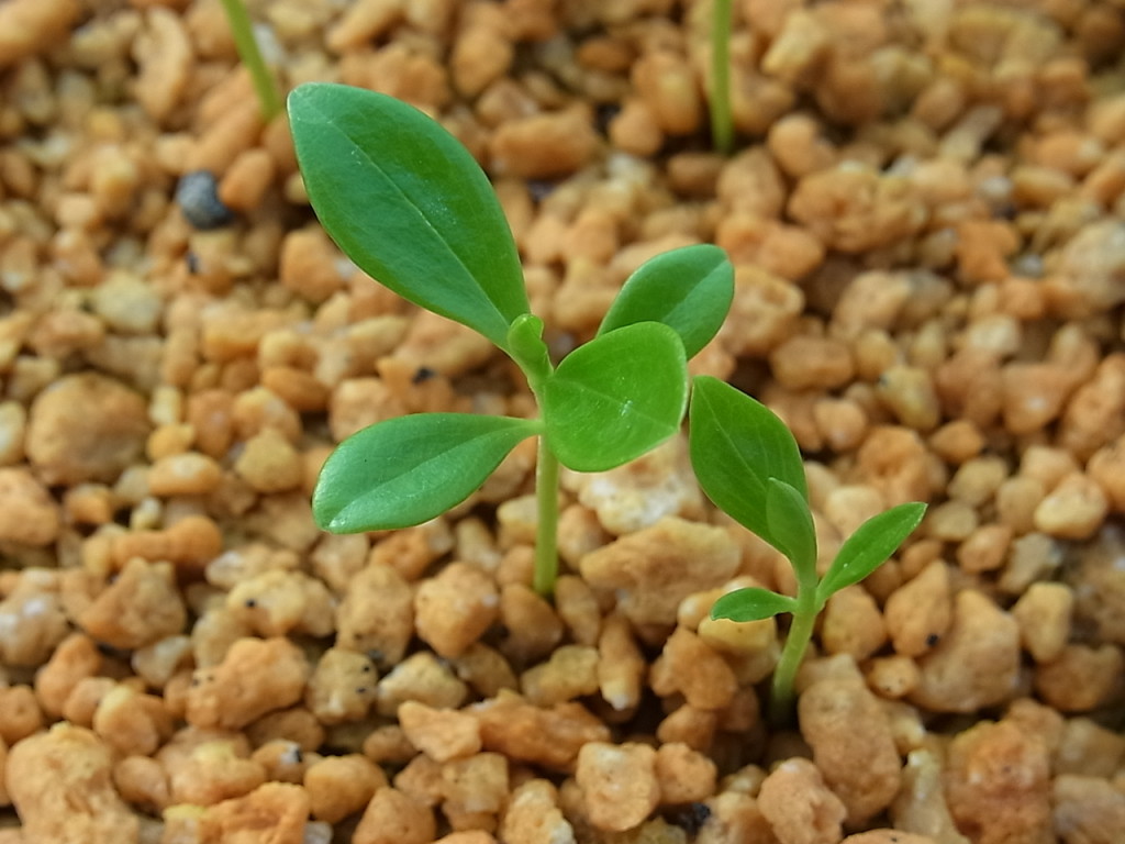 発芽 ネモフィラ 冬に種まき｜そだレポ（栽培レポート）byもちもちもっ