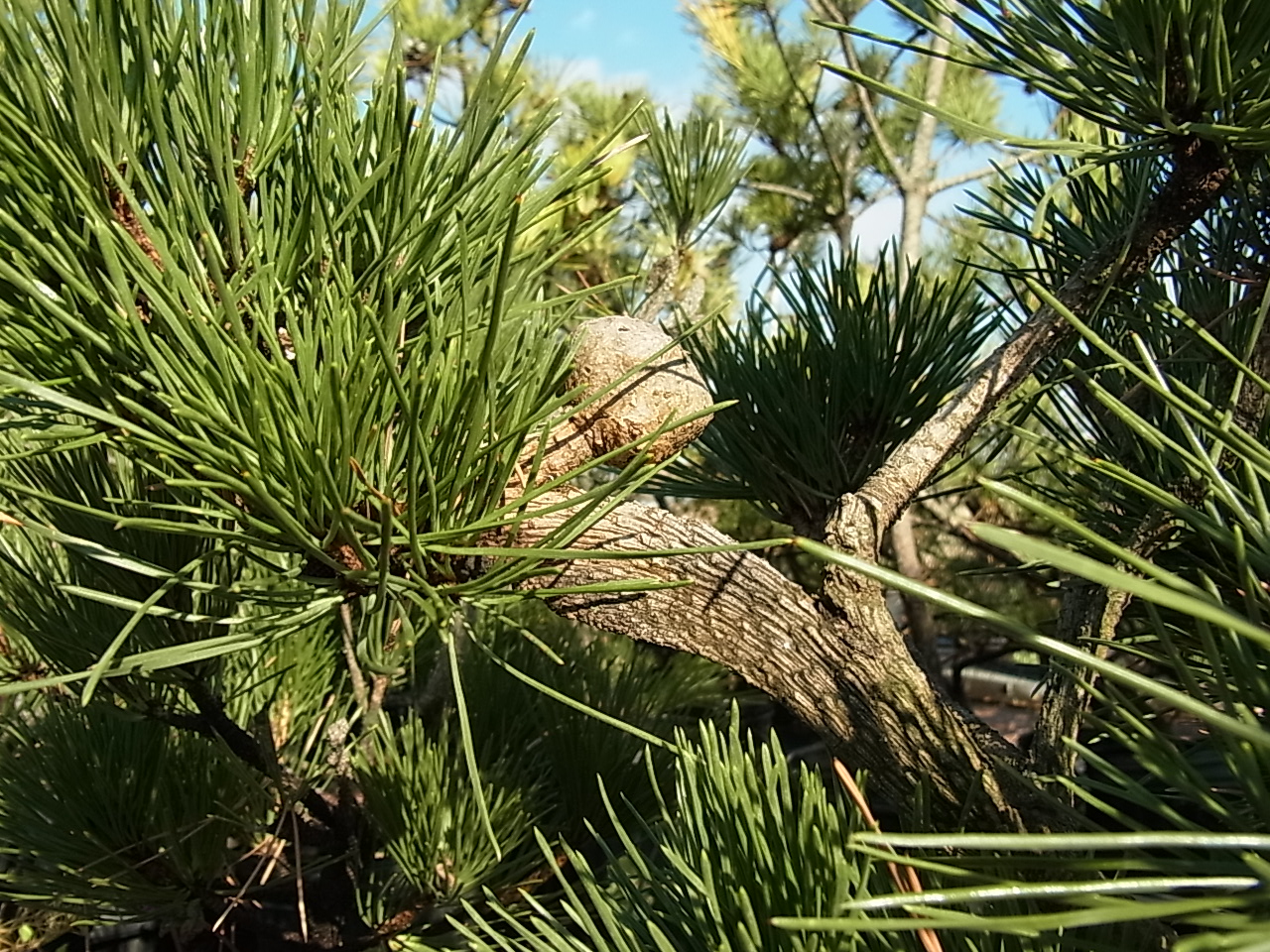 珍品！ 石化黒松（セッカクロマツ） | 樹木好き！ I Love Trees
