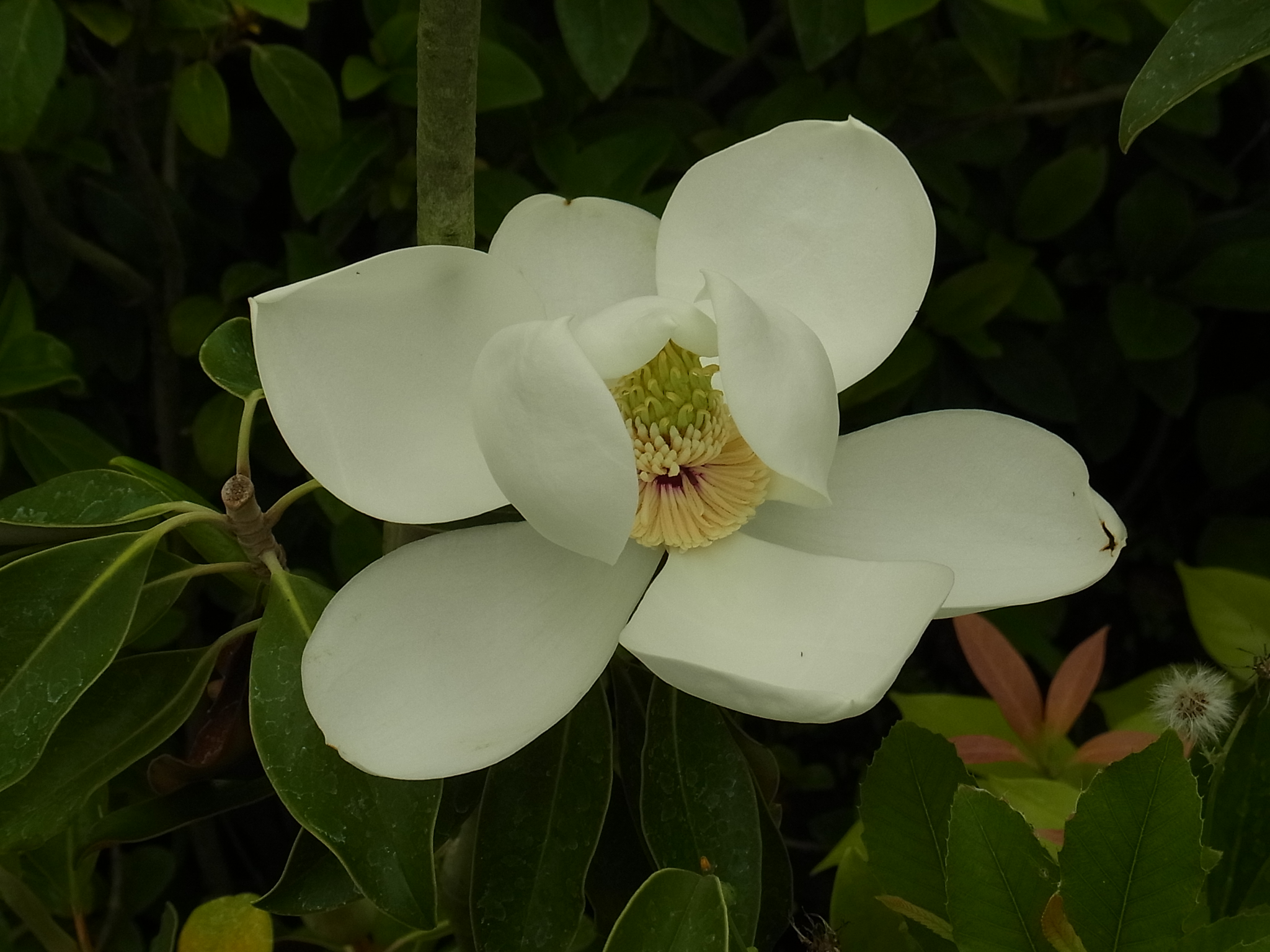 タイサンボク'リトル ジェム'の夏の花 | 樹木好き！ I Love Trees