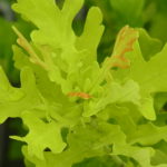 イギリスナラ‘コンコルディア’の土用芽