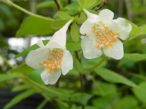 ツクバネウツギ