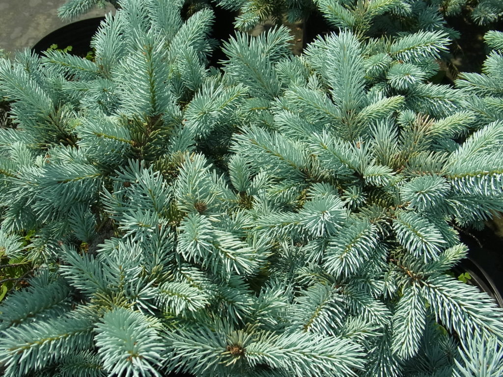 モミの木※プンゲンストウヒホプシー この一本のみ ち プンゲンストウヒ