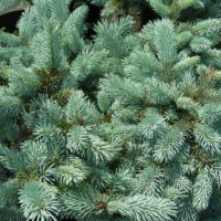 R⑱　ブンゲンス　トウヒ　ホプシー８号　最高等級極上品‼️ ホプシー