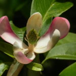 紅花木蓮（Manglietia insignis）