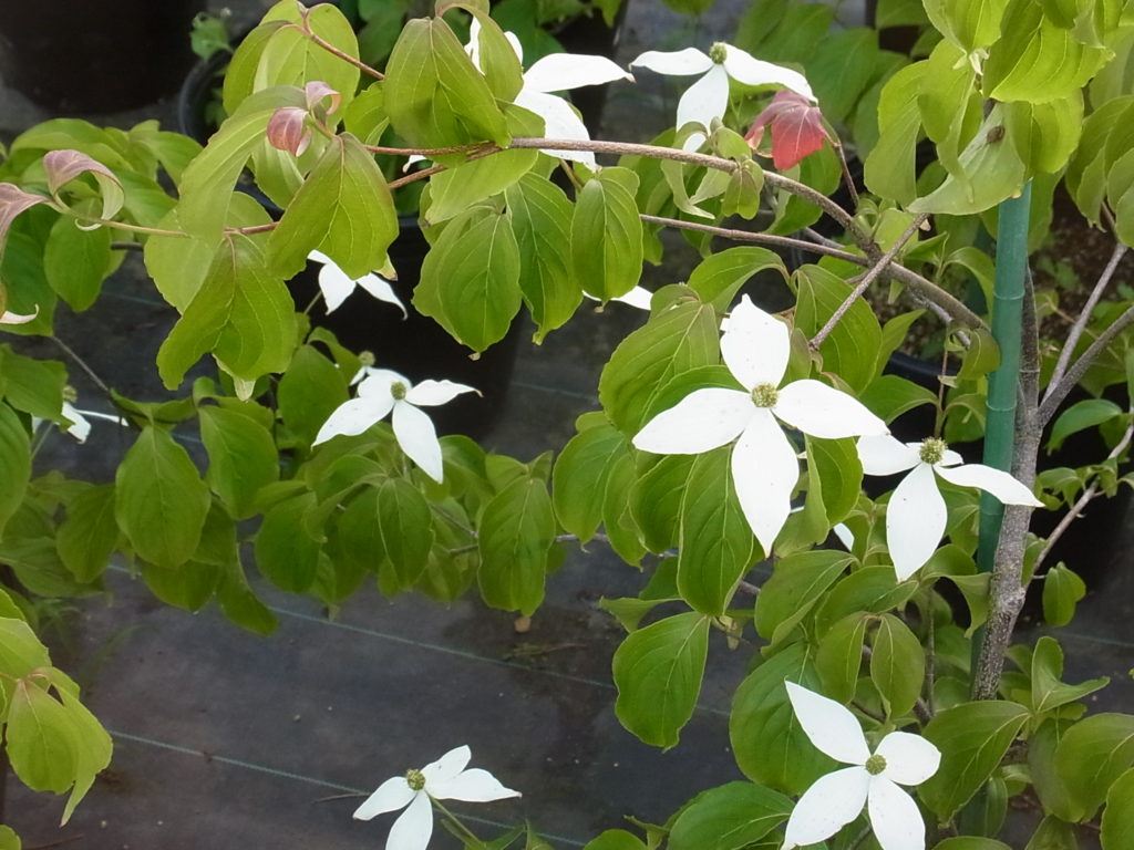 シダレヤマボウシ | 樹木好き！ I Love Trees