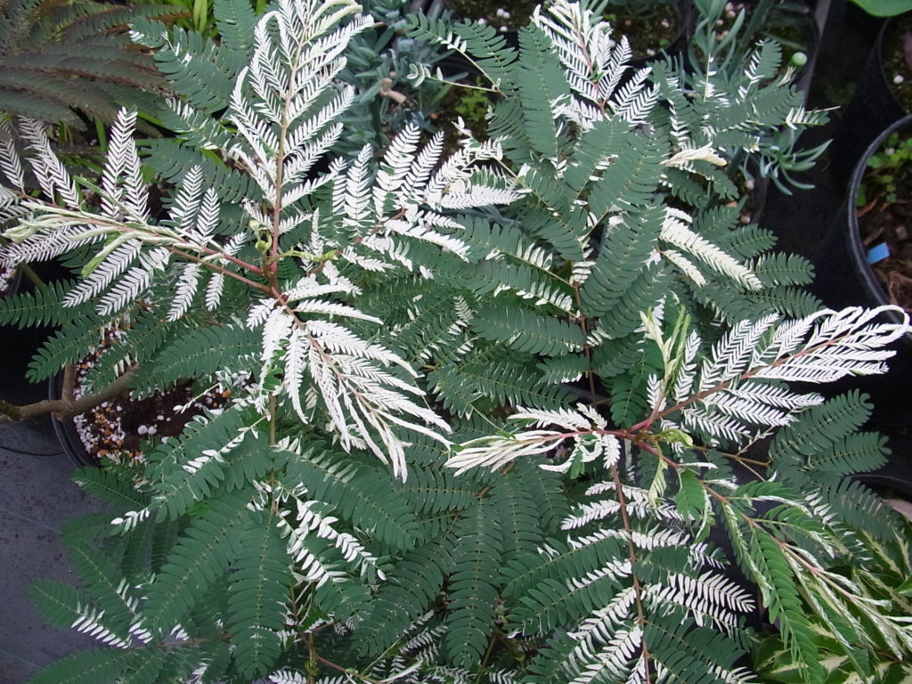 ネムノキ　/ 563 園芸ネット本店｜[送料無料]ネムノキ：サマーチョコレート 8号ポット